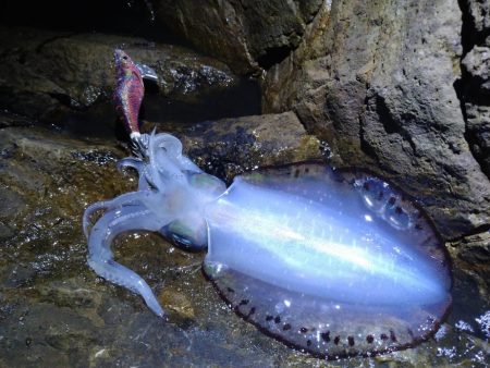 高活性エギング