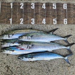 シルエット小さめ