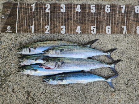 シルエット小さめ