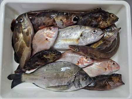 秋の夜長の五目釣り