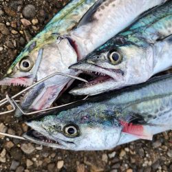 でかいの釣りたい(>_<)