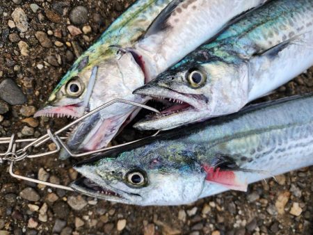 でかいの釣りたい(>_<)