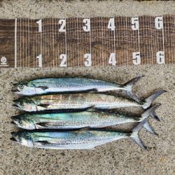 ゼブラカラー？