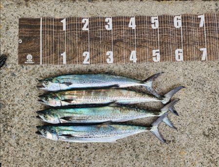 ゼブラカラー？