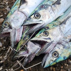 メタルマジック1本勝負