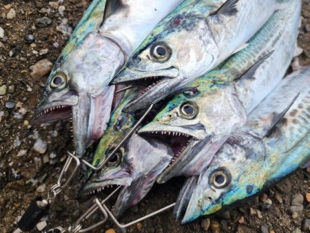 メタルマジック1本勝負