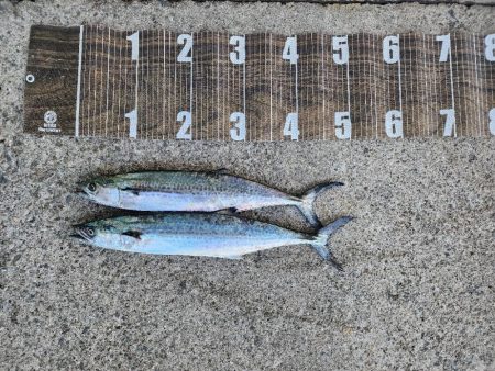 久々カッター(>_<)