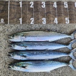 サゴシがポツポツ