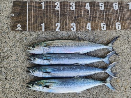 サゴシがポツポツ