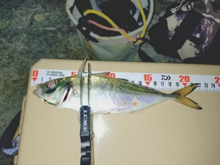 今秋初フロートアジング🎣