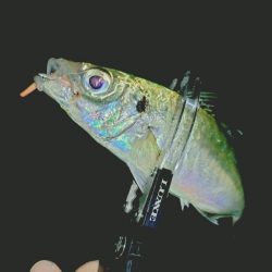 2日連続フロートアジング