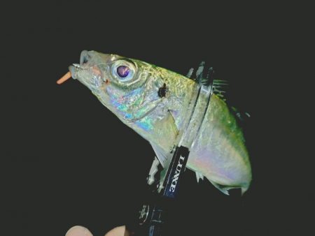 2日連続フロートアジング