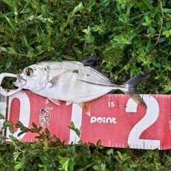 チヌとメッキが釣れました!