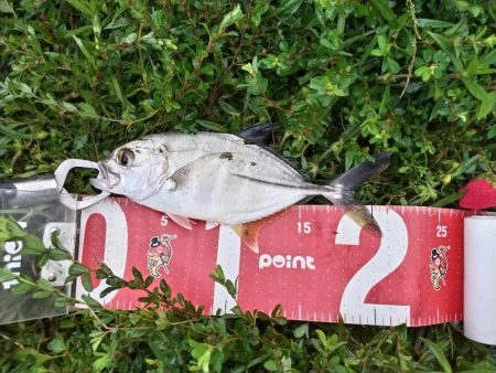 チヌとメッキが釣れました!