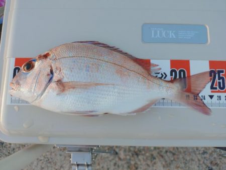 遠投カゴ釣り真鯛狙い🎣