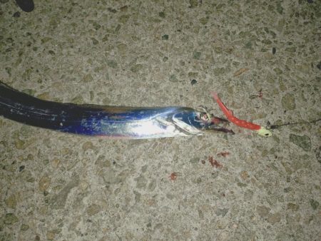 太刀魚サイズ調査