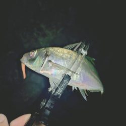 久しぶりのフロートアジング🎣