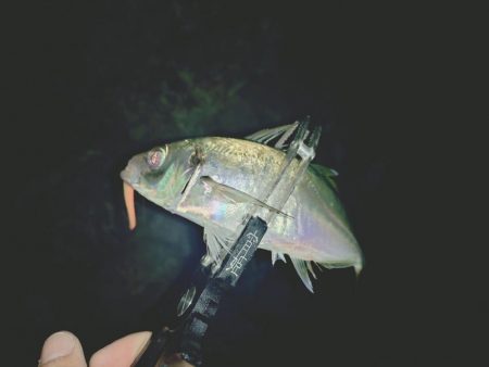 久しぶりのフロートアジング🎣