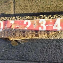 マゴチとメッキ釣れました!