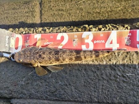 マゴチとメッキ釣れました!