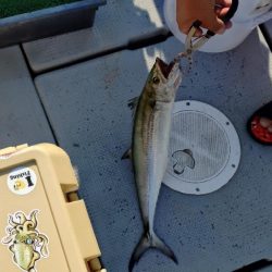 今季初のライトジギング