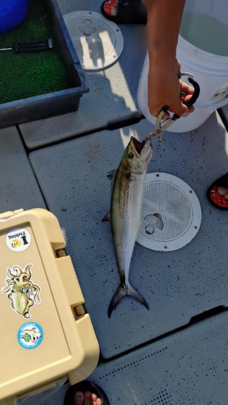 今季初のライトジギング