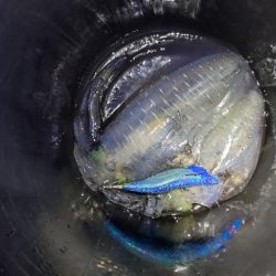 秋の深まりティップラン