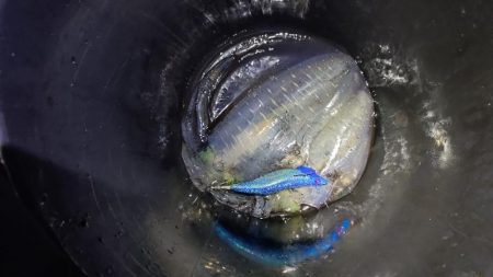 秋の深まりティップラン