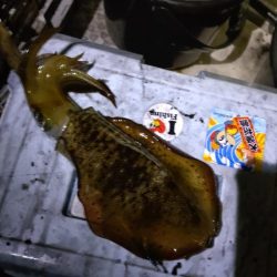 サイズアップティップラン