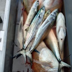 今季2度目のライトジギング