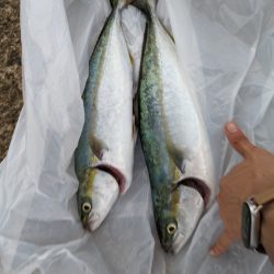 ハマチ、ツバス