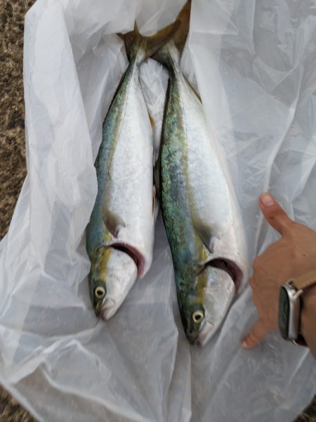 ハマチ、ツバス