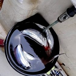 1091丸タチウオテンヤ釣り