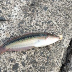 いろんな釣り方で五目釣り