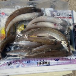 今日も唐津の浜で投げてみました