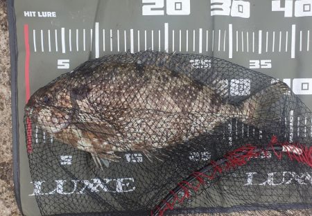 フカセ釣りで強烈な引き！