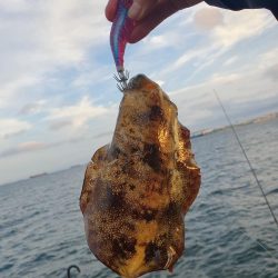 久しぶりに秋イカゲット