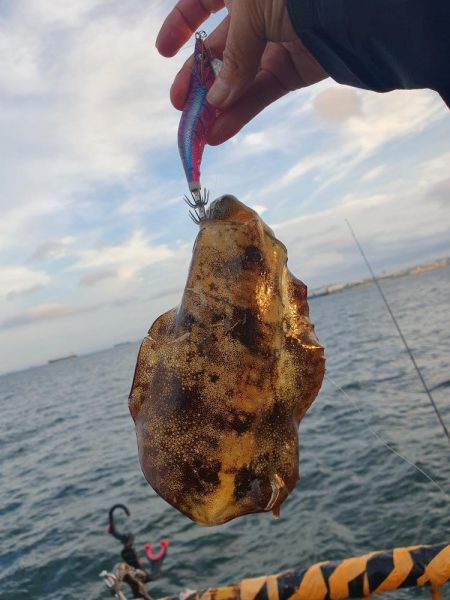 久しぶりに秋イカゲット