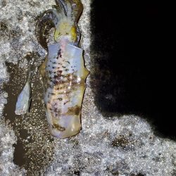 秋アオリイカ狙い