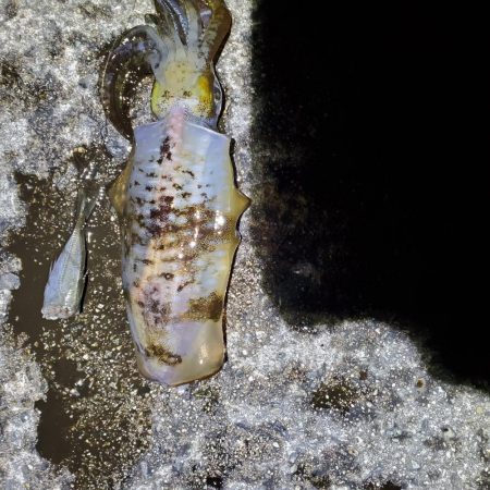 秋アオリイカ狙い