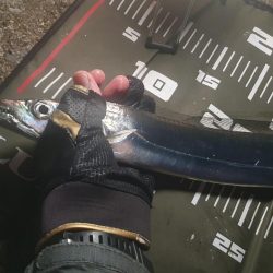 夜釣りで太刀魚