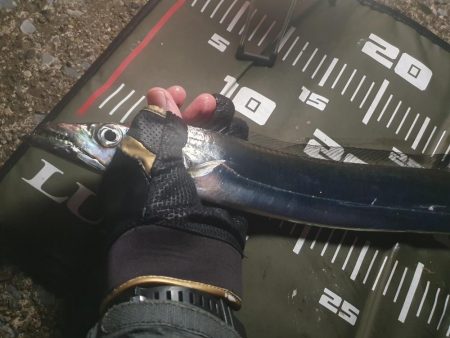 夜釣りで太刀魚