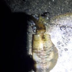 秋アオリイカ狙い