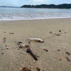 近場のサーフで投げたのですがあまり釣れませんでした