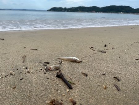 近場のサーフで投げたのですがあまり釣れませんでした