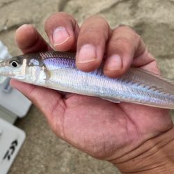 大会の下見で釣ってみました