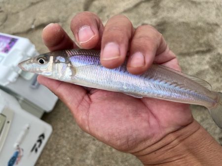 大会の下見で釣ってみました