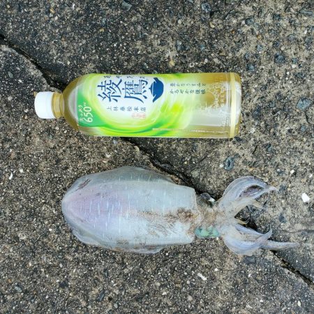 秋アオリイカ狙い
