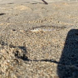 チーム主催の大会を実施しました