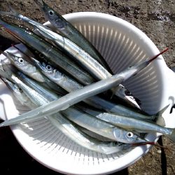 秋の風物詩　さより